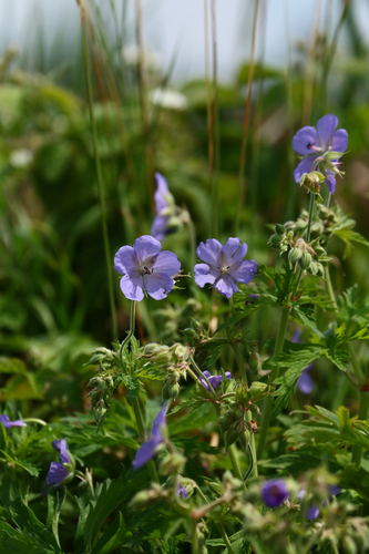 Meadow Crane's-bill