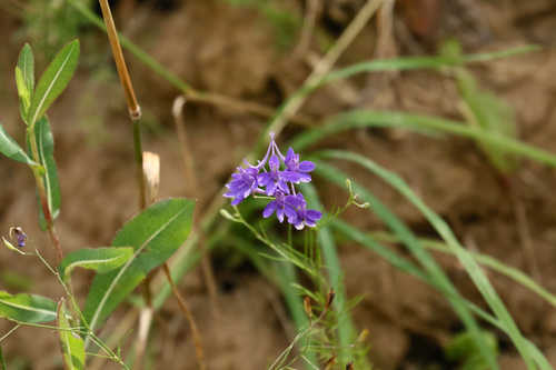 Forking Larkspur