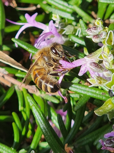 Western Honey Bee