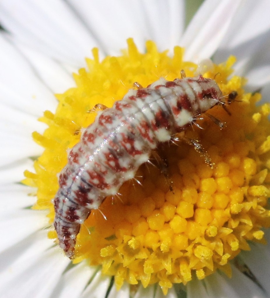 Weeping Green Lacewing