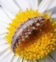 Chrysoperla plorabunda