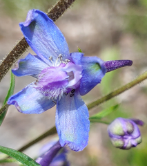 Delphinium carolinianum