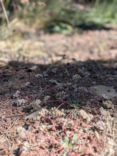 iNaturalist observation photo of pussypaws