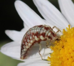 Chrysoperla plorabunda