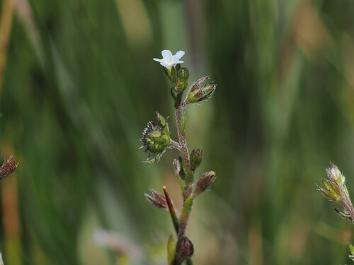 Lappula occidentalis observed 2026-07-17