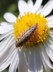 Chrysoperla plorabunda