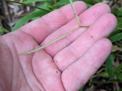 Paspalum conjugatum, photograph 3