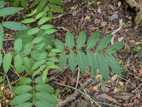 Toona ciliata observed 2026-07-17