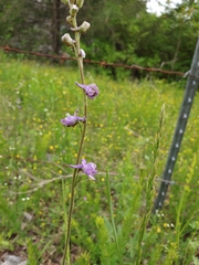 Delphinium carolinianum