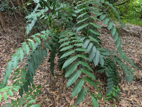 Toona ciliata observed 2026-07-17
