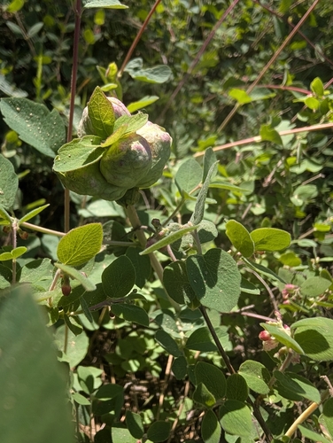 iNaturalist observation photo of Blennogeneris