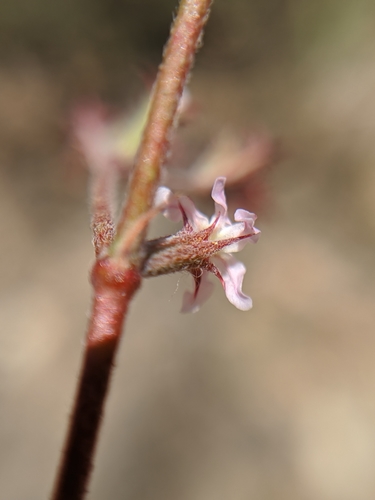 Image of Chorizanthe xanti by no rights reserved
