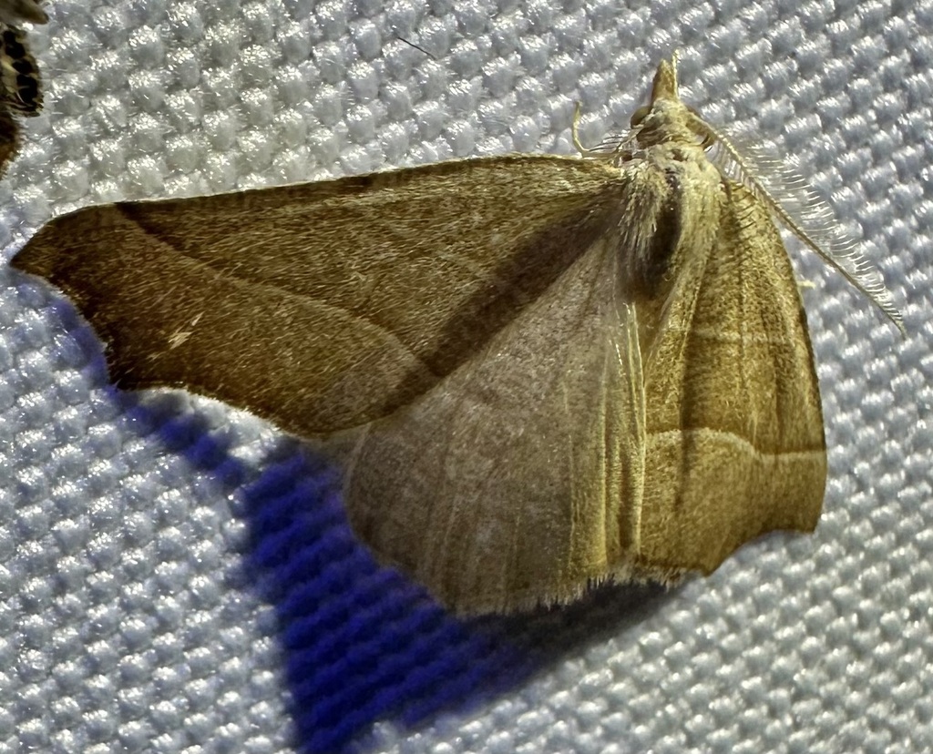 Pherne placeraria