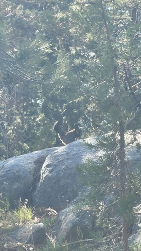 iNaturalist observation photo of Sooty Grouse
