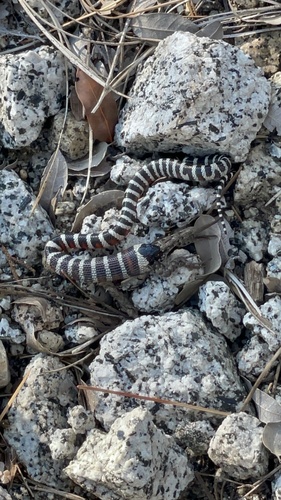 iNaturalist observation photo of California Mountain Kingsnake