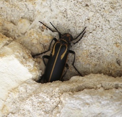 Pyrota insulata