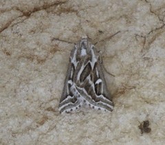 Plataea trilinearia