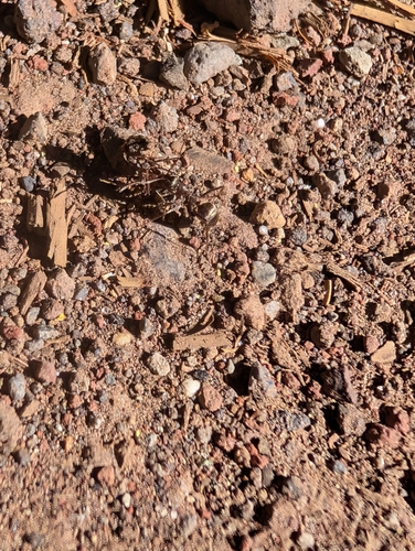 iNaturalist observation photo of Bicolored Carpenter Ant