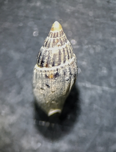 Anachis nigrofusca observed 2026-07-09