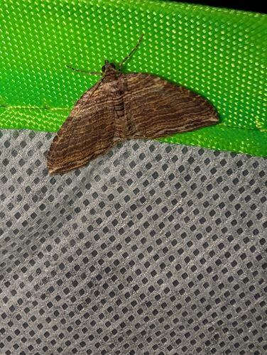 iNaturalist observation photo of Carpet Moths