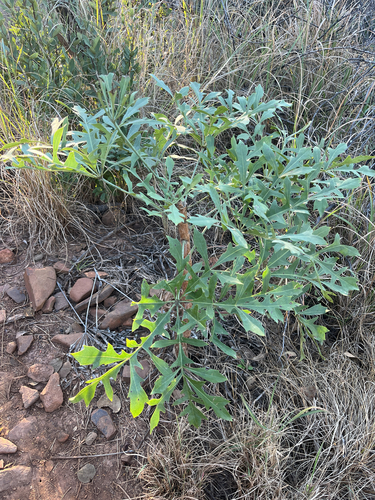 Cussonia transvaalensis