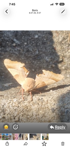 Oak Hawkmoth