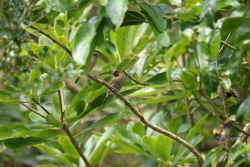 Lonchura punctulata observed 2026-07-17