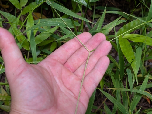 Paspalum conjugatum, photograph 2