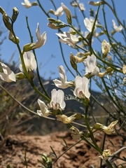 Astragalus pachypus
