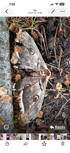 Giant Peacock Moth