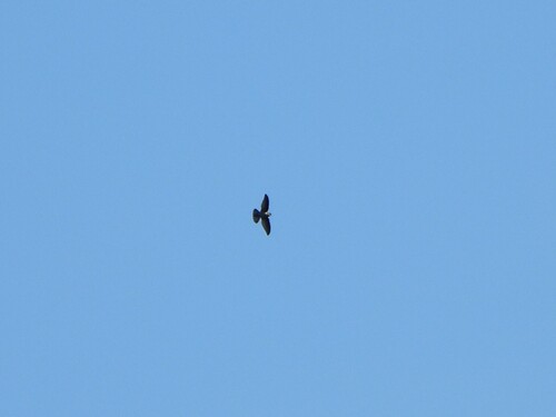 Australian Swiftlet (Aerodramus terraereginae), photo 10