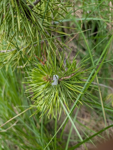 iNaturalist observation photo of Spittlebugs and Froghoppers