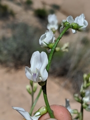 Astragalus pachypus