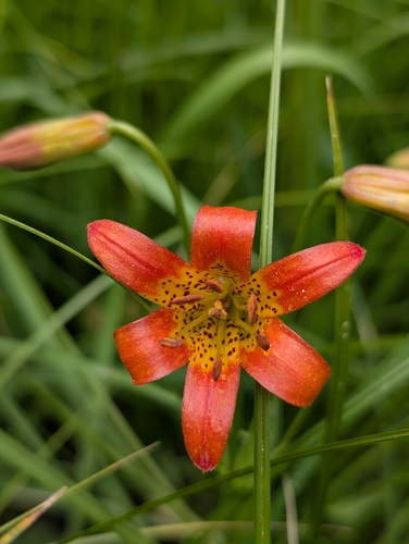 iNaturalist observation photo of Sierra Tiger Lily
