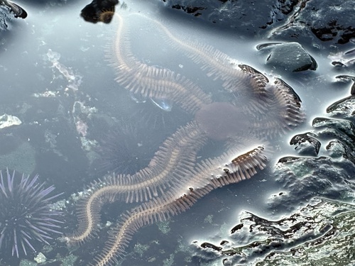 Ophiopteris papillosa observed 2026-07-15