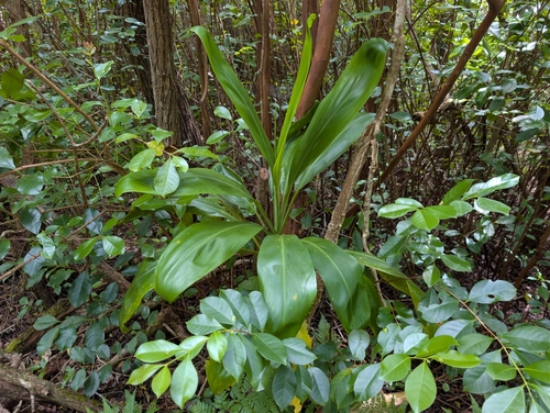 Cordyline fruticosa