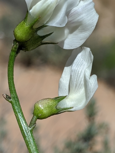 Image of Astragalus pachypus by no rights reserved