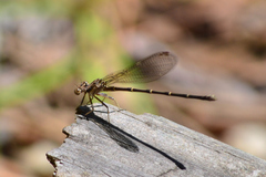 Argia tibialis