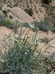 Astragalus pachypus