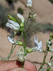 Astragalus pachypus