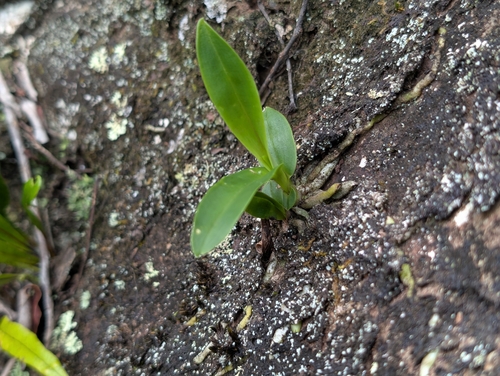 Polystachya concreta observed 2026-07-17