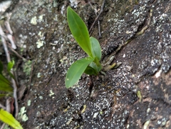 Polystachya concreta, photograph author not stated, no rights reserved