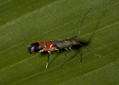 Charistica walkeri