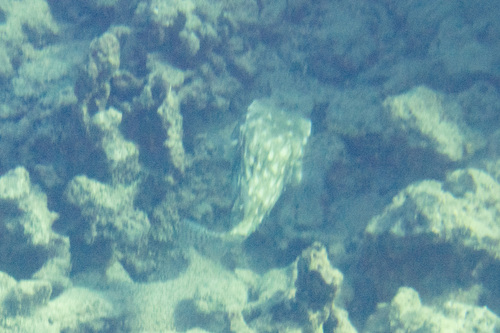 Chilomycterus, 2026-07-07