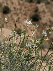 Astragalus pachypus