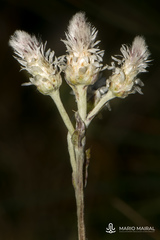 Antennaria dioica