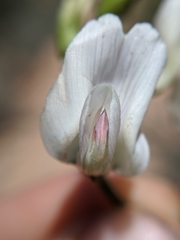 Astragalus pachypus