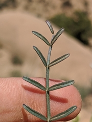 Astragalus pachypus