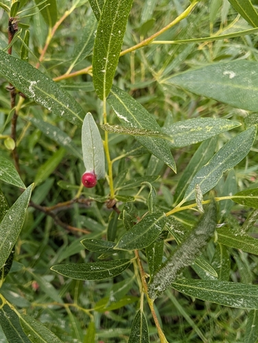 iNaturalist observation photo of Willow Apple Gall Sawfly