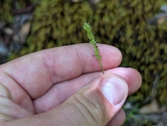 author not stated, no rights reserved Sacciolepis indica, photograph author not stated, no rights reserved